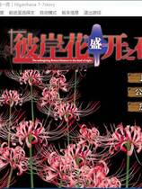 485 - 彼岸花盛开之夜 第一夜 彼岸花の咲く夜に 第一夜汉化硬盘去广告纯净版